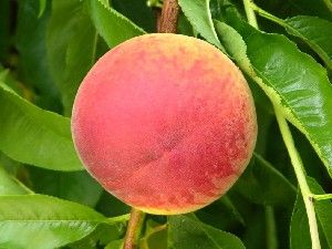 Prunus persica Canadian Harmony - Canadian Harmony Peach Prunus persica Canadian Harmony - Canadian Harmony Peach