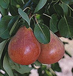 Pyrus communis Ubileen - Ubileen Pear