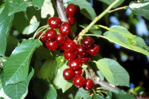 Prunus avium Van - Van Dark Sweet Cherry