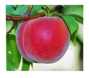 Prunus persica O'Henry - O'Henry Peach
