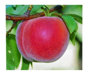 Prunus persica O'Henry - O'Henry Peach Prunus persica O'Henry - O'Henry Peach