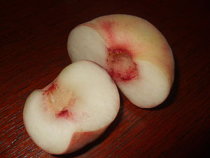 Prunus persica Galaxy - Galaxy Peento Peach