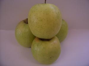 Malus domestica Shizuka - Shizuka Apple Malus domestica Shizuka - Shizuka Apple