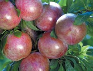 Prunus hybrid-Pluot(R) Dapple Dandy - Dapple Dandy Pluot(R) Prunus hybrid-Pluot(R) Dapple Dandy - Dapple Dandy Pluot(R)