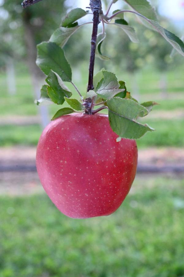 Malus domestica Red King Red Flesh™ - Red King Red Flesh™ Apple Malus domestica Red King Red Flesh™ - Red King Red Flesh™ Apple