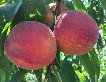 Prunus persica Summer Serenade® - Summer Serenade® Peach