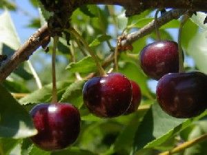 Prunus cerasus Danube® - Danube® Tart Cherry