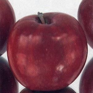 Jonathan- Red Jonathan Apple