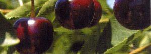 Jubileum® Tart Cherry