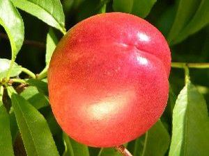 Fantasia Nectarine