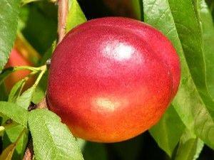 Flavortop Nectarine
