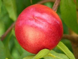 Independence Nectarine
