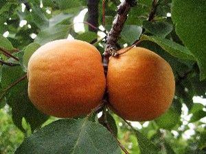 Hargrande Apricot