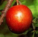 Elephant Heart Japanese Plum