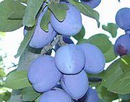 Autumn Sweet™ Plum