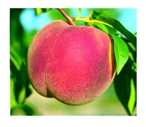 STELLAR® - Allstar™ Peach