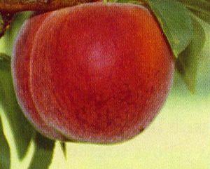 Cresthaven Peach