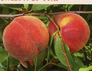 Sweet-N-Up(TM) Pillar Peach (USPP#15063)