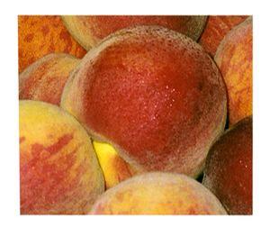 Flamin'Fury(R) PF- 7A-Freestone Peach