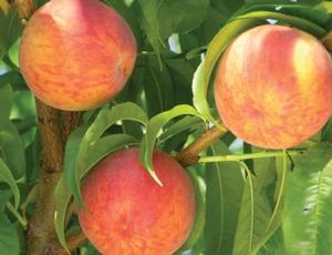 Flamin'Fury(R) PF- Lucky 13 Peach
