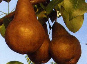 Bosc Pear