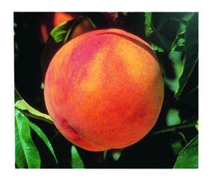 Glohaven Peach