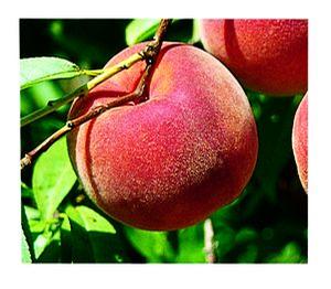 STELLAR® - Blazingstar® Peach