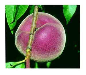 STELLAR® - Blushingstar® White Peach