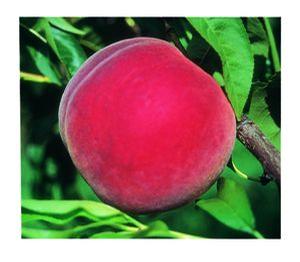 STELLAR® - Coralstar® Peach