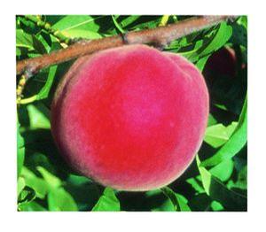 STELLAR® - Redstar® Peach