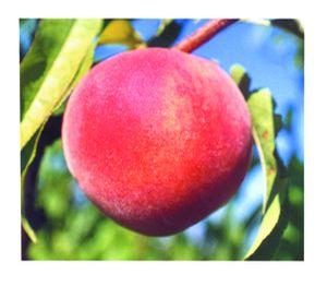 STELLAR® - Starfire® Peach