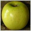 Northwest Greening Apple