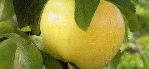 Pristine® Apple