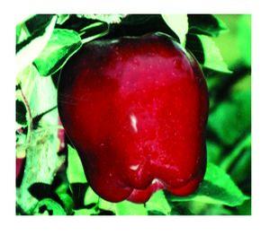 Red Delicious Apple (non-Spur)