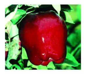 Red Delicious Apple (Non-Spur)