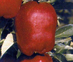 Red Delicious- Spur type