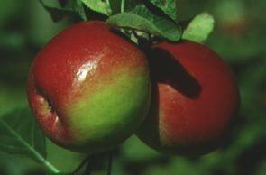 Redfree Apple