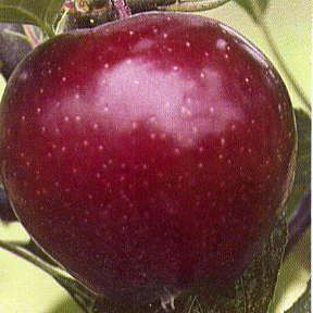 Rome-Red Rome Apple