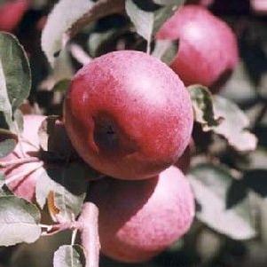 Spartan Apple