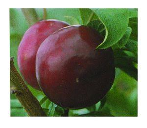 Friar Japanese Plum