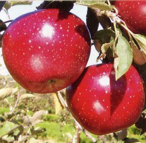 Stayman Apple