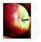 SummerMac Apple