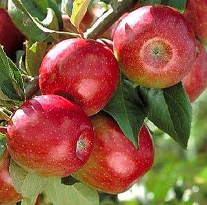 Sweet Sixteen Apple
