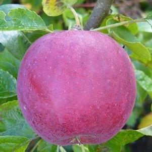 William's Pride Apple