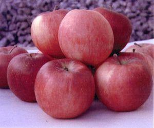 Malus domestica 'Gala' Gala-Red Gala Apple from Grandpa's Orchard