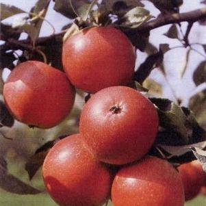 Grandpa's Early Red Rezista®