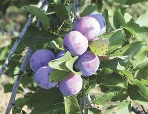 Damson Plum