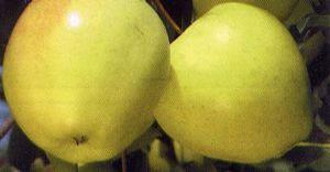 Ginger Gold® Apple