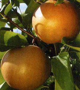 Atago Asian Pear