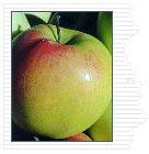 Honeygold Apple